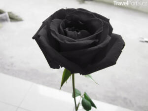 černé růže rostou v Halfeti