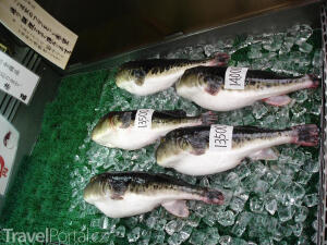 ryby fugu