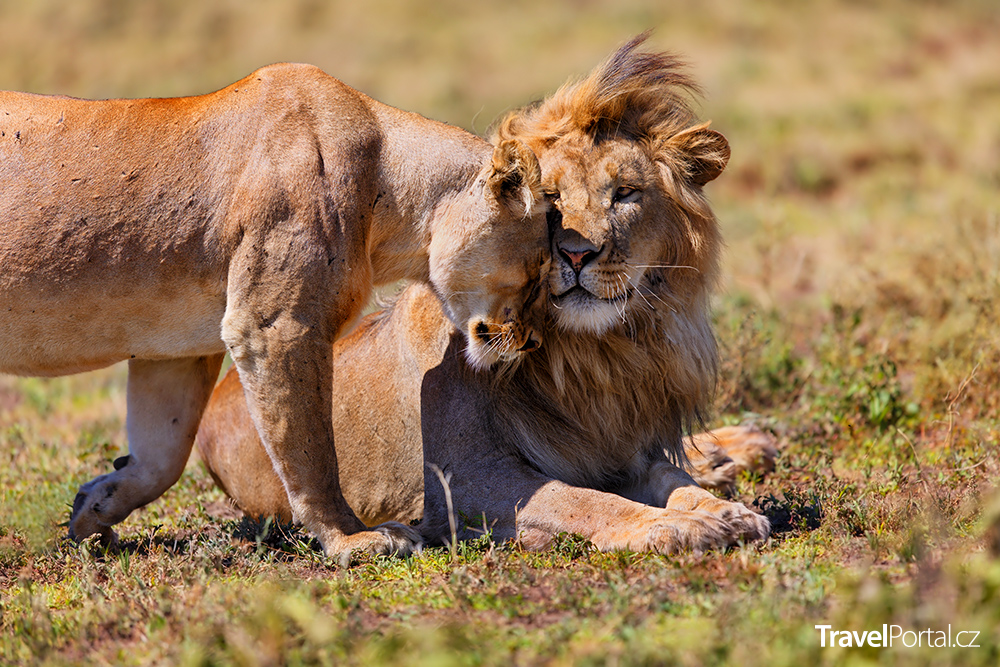 safari v Tanzanii